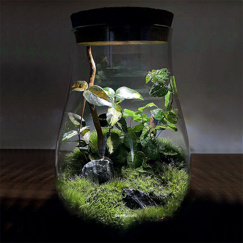 Terrarium Glass Bottle - Pots en verre en forme de
