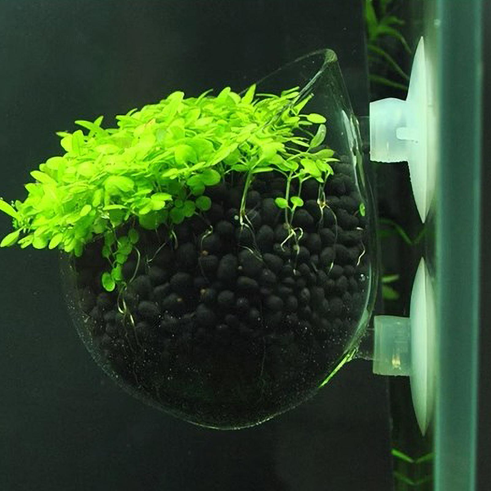Support pour plantes d'aquariu - Terrarium Glass Bottle avis et prix