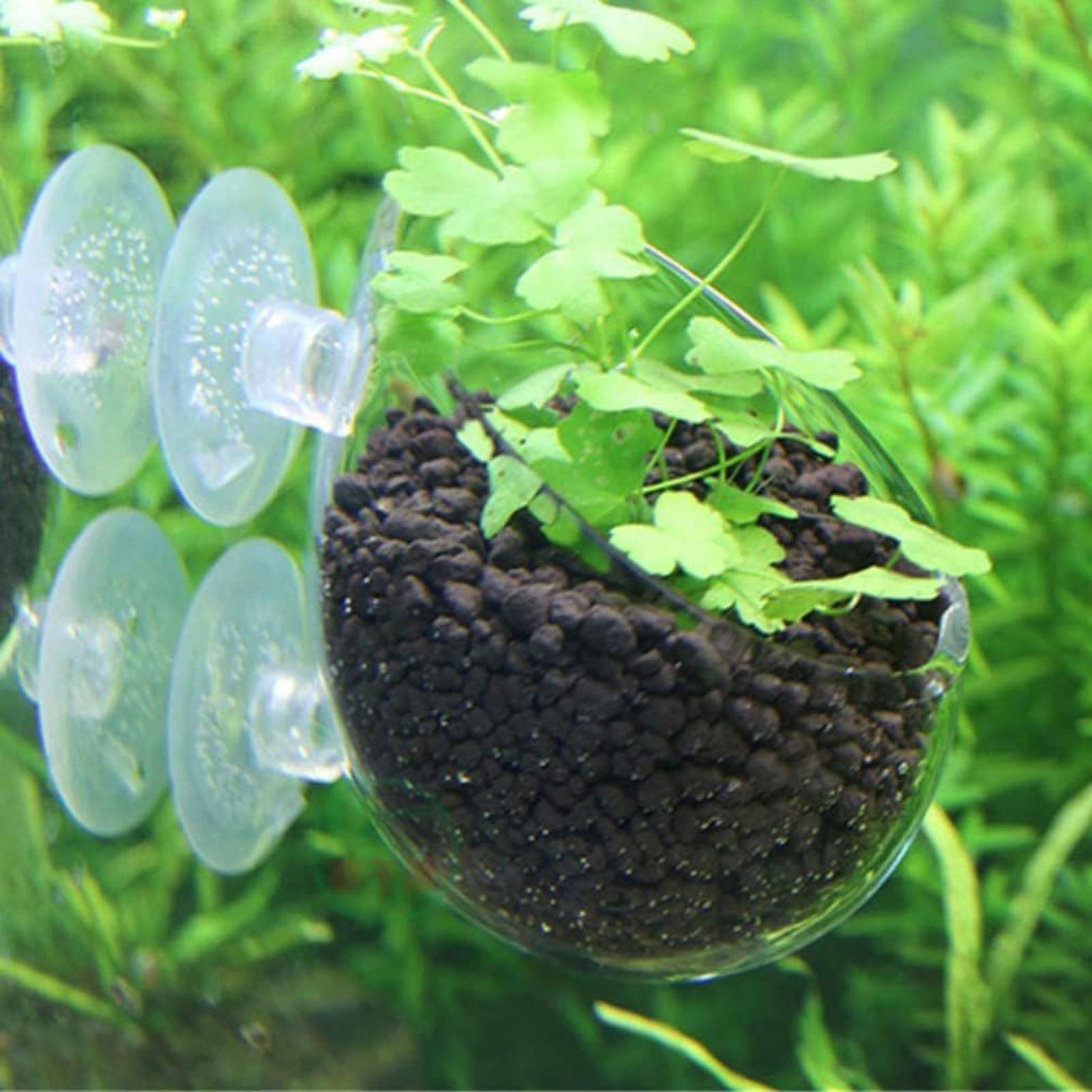 Support pour plantes d'aquariu - Terrarium Glass Bottle avis et prix
